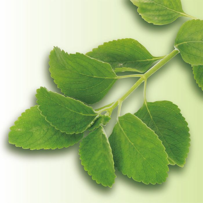 マンジェリコン×1パック