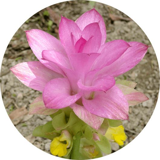 活力・春ウコン