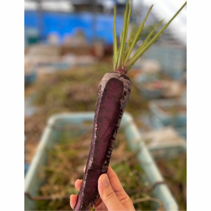 活力サプリ・黒人参