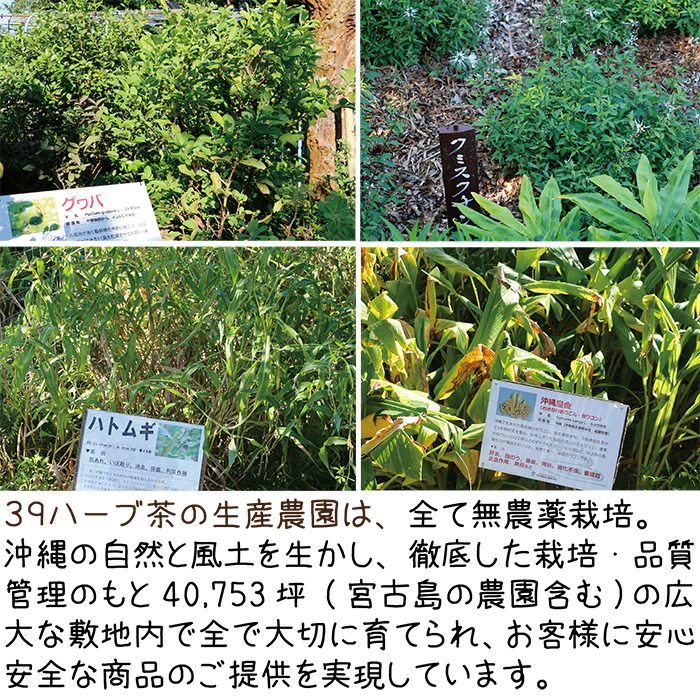 沖縄野草39ハーブ茶　5袋まとめ買い大特価！